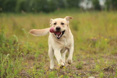 Portrait of dog running on field