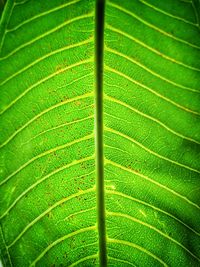 Full frame shot of green leaves