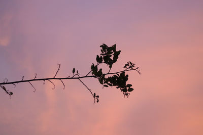 Low angle view of bird flying against sky