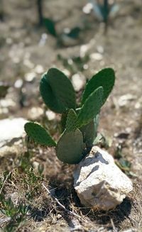 Close-up of plant growing on field