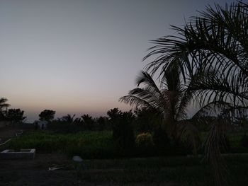 Silhouette palm trees against clear sky during sunset