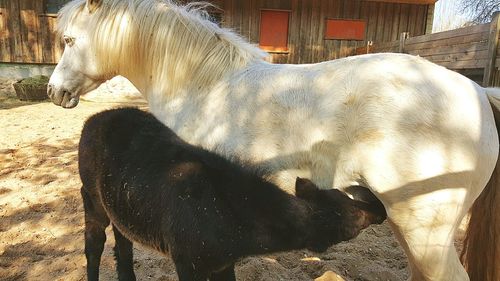 View of two horses