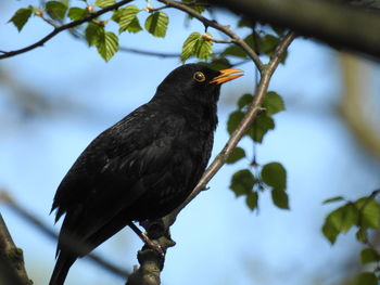 Low angle view of bird perching on tree