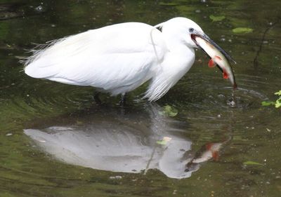 Close-up of swan swimming in lake