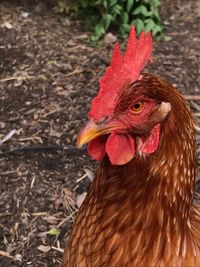 Close-up of rooster