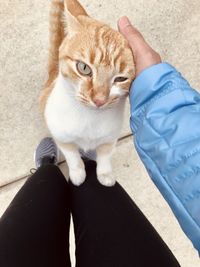 High angle view of cat by person on street