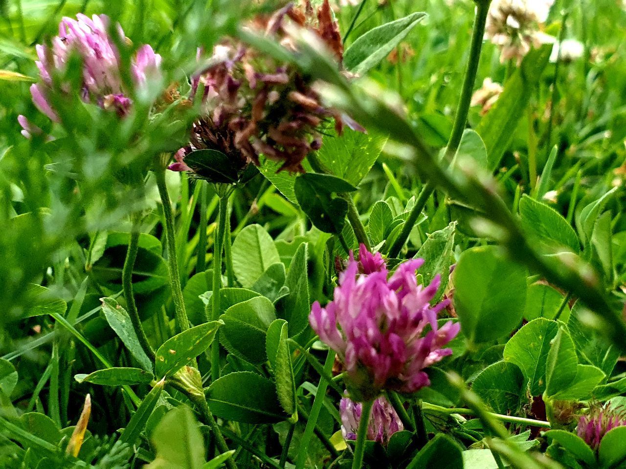 CLOSE-UP OF PINK FLOWERING PLANTS