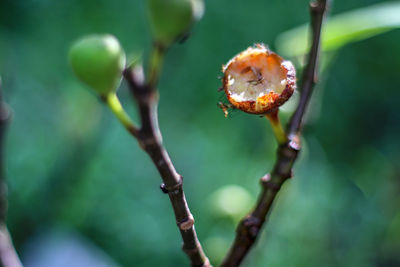 Close-up of fresh green plant