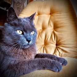 Close-up portrait of a cat