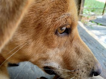 Closeup of a dogs sad face expression . 