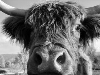 Close-up portrait of highland cattle