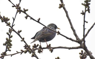 Low angle view of bird perching on branch