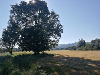 Trees on field against clear sky