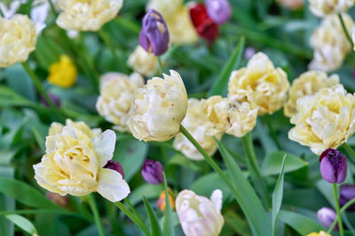 Close-up of white roses