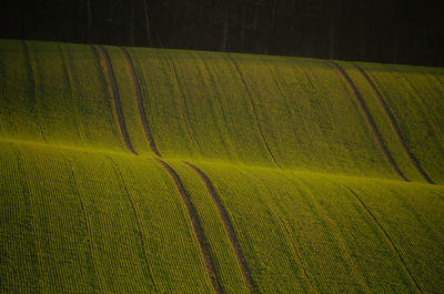 Green winding field in germany 2