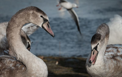 Close-up of swan in lake