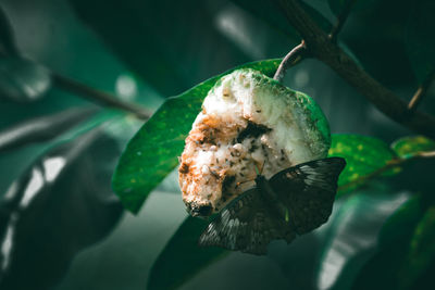 Close-up of flower on leaf, guava and buuterfly