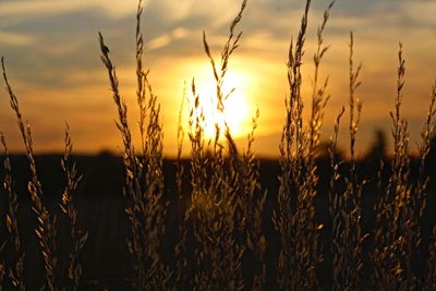 Close-up of wheat growing on field against sky during sunset