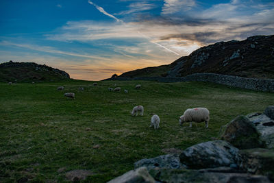 Sheep grazing in a field