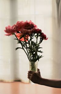 Close-up of person holding flowers in vase against window