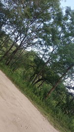 Scenic view of forest against sky