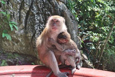 Portrait of monkey sitting on tree