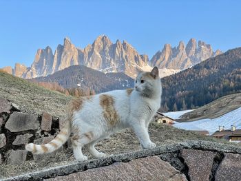 Portrait of cat on mountain
