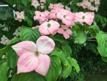 Close-up of pink flowering plants