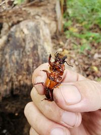 Close-up of hand holding insect