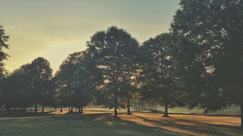 Trees on landscape against sky