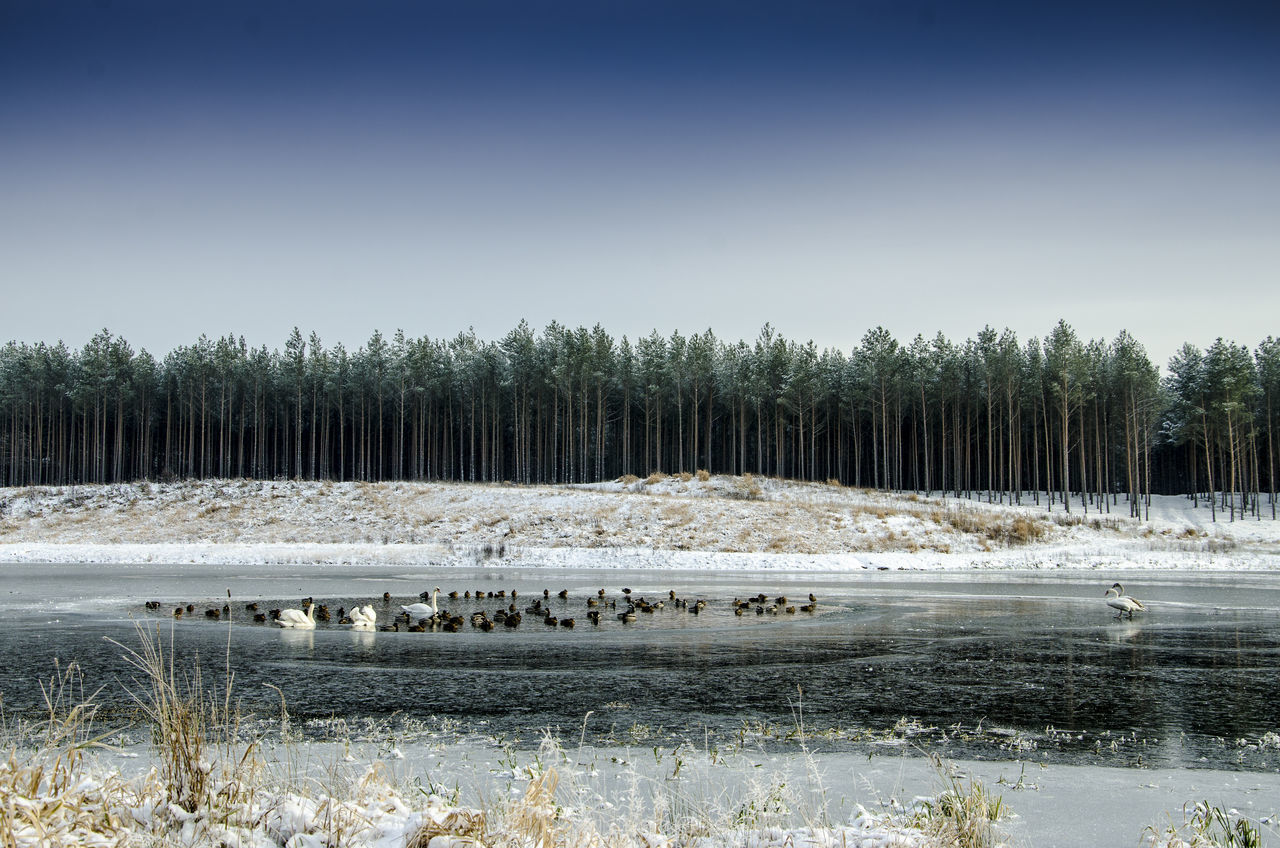 Swans lake