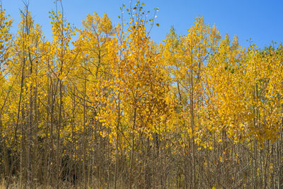 Yellow flowers on field during autumn