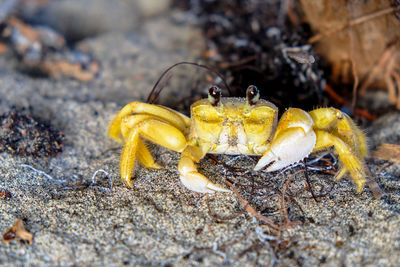 Close-up of insect on rock