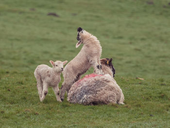 Sheep in a field