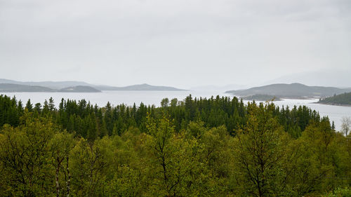 Plants and trees growing in forest against sky