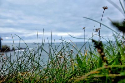 Close-up of grass by sea against sky