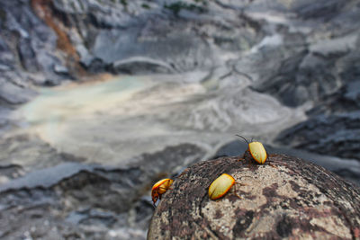 Close-up of lizard on rock