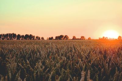 Scenic view of field against sky during sunset