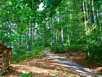 Road amidst trees in forest