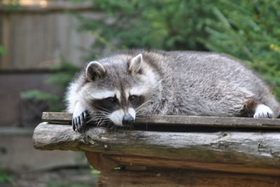 Portrait of a cat on wood