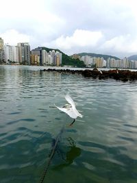 Birds in sea by cityscape against sky
