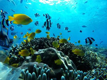 Fish swimming in sea