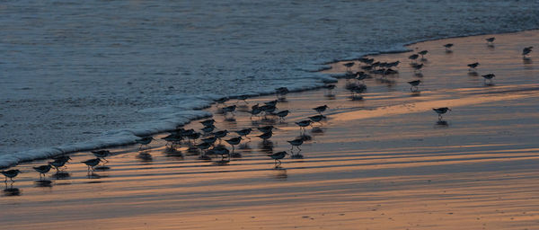 High angle view of birds on beach