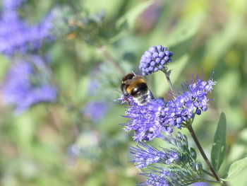 Close-up of bee pollinating on lavender