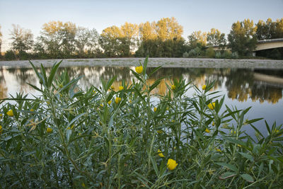 Plants growing by lake against sky