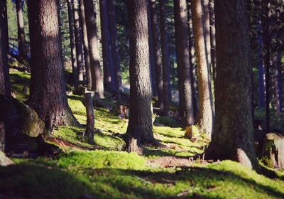 Trees in forest