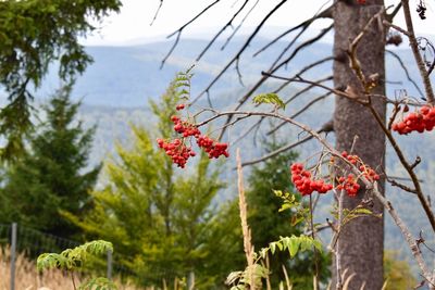 Close-up of flowers on tree