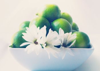 Close-up of flowers over white background