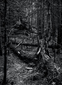 View of bare trees in forest