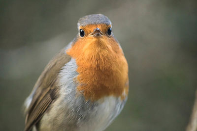 Close-up portrait of bird perching outdoors